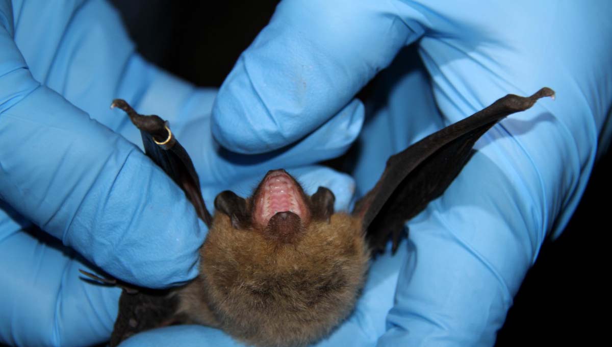 Bat smiling
