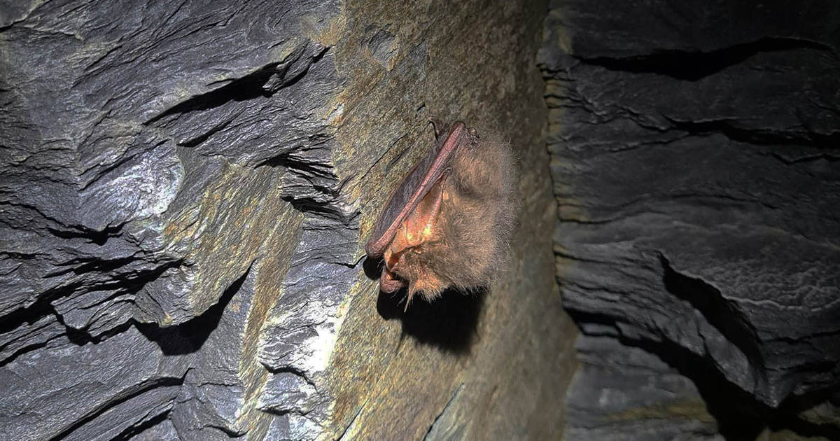 Bat in a cave