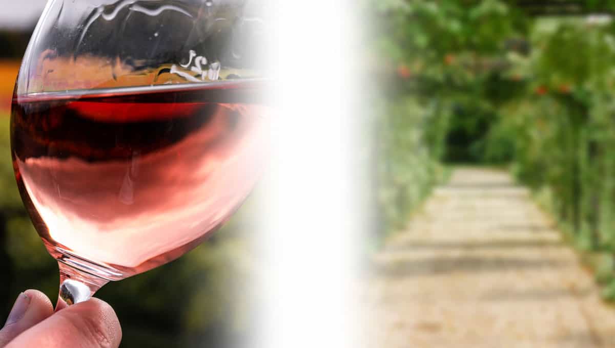 Helping Homemade Wine Taste Great ELWiFi Data Loggers