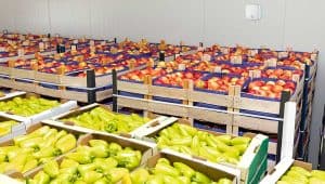 fruit and vegetables in storage