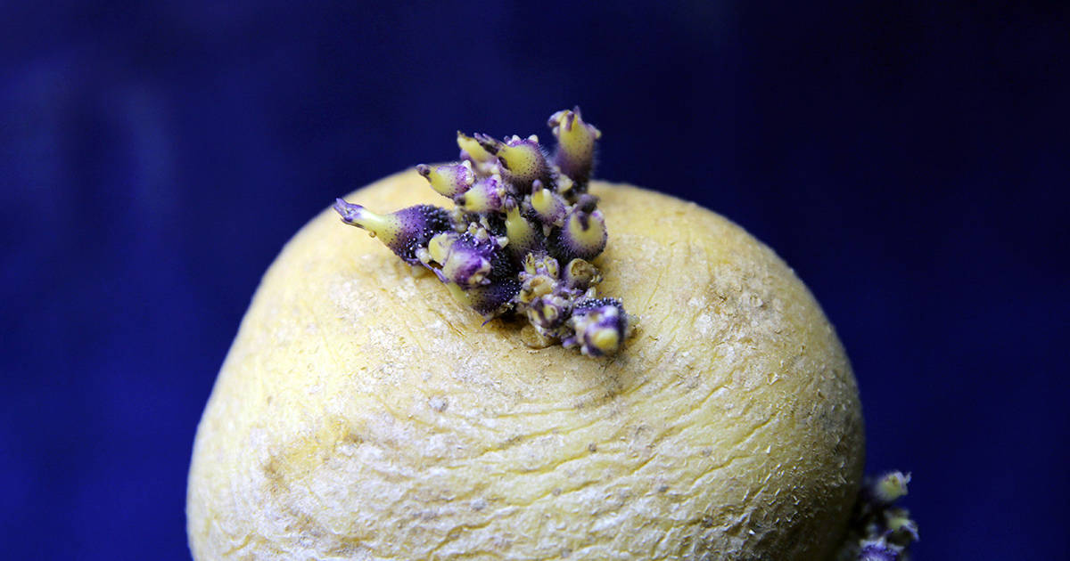 Potatoe sprouting