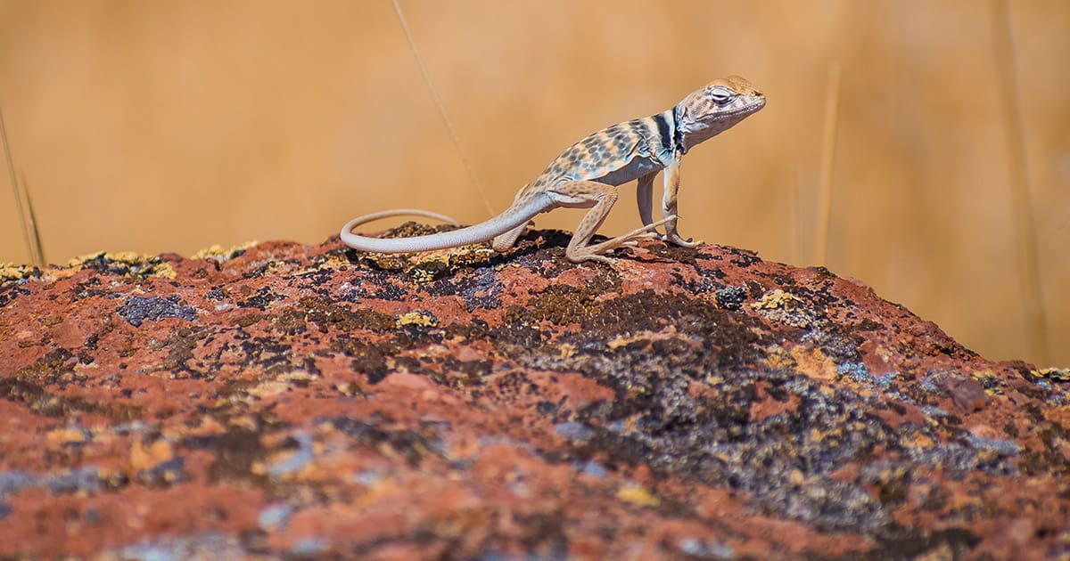 Reptile on a rock