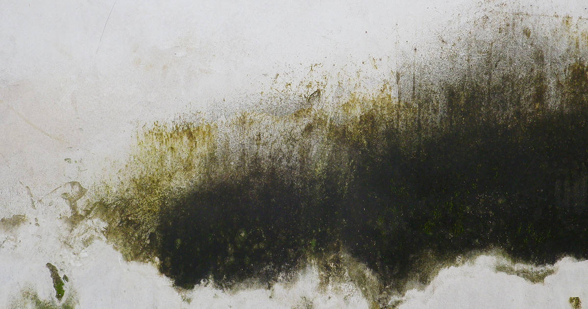 mould on the wall